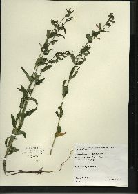 Scutellaria galericulata image