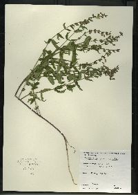 Scutellaria galericulata image