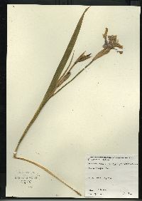 Iris virginica var. shrevei image