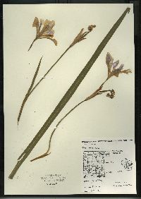 Iris versicolor image