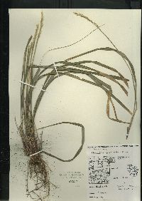 Oryzopsis asperifolia image