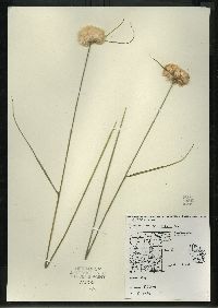 Eriophorum virginicum image