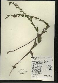 Scutellaria galericulata image