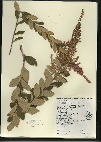 Spiraea tomentosa var. rosea image