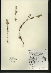 Vaccinium macrocarpon image