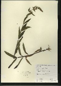 Stachys tenuifolia image