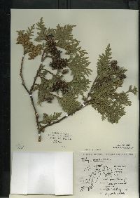 Thuja occidentalis image