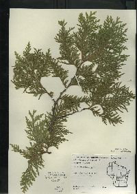 Thuja occidentalis image