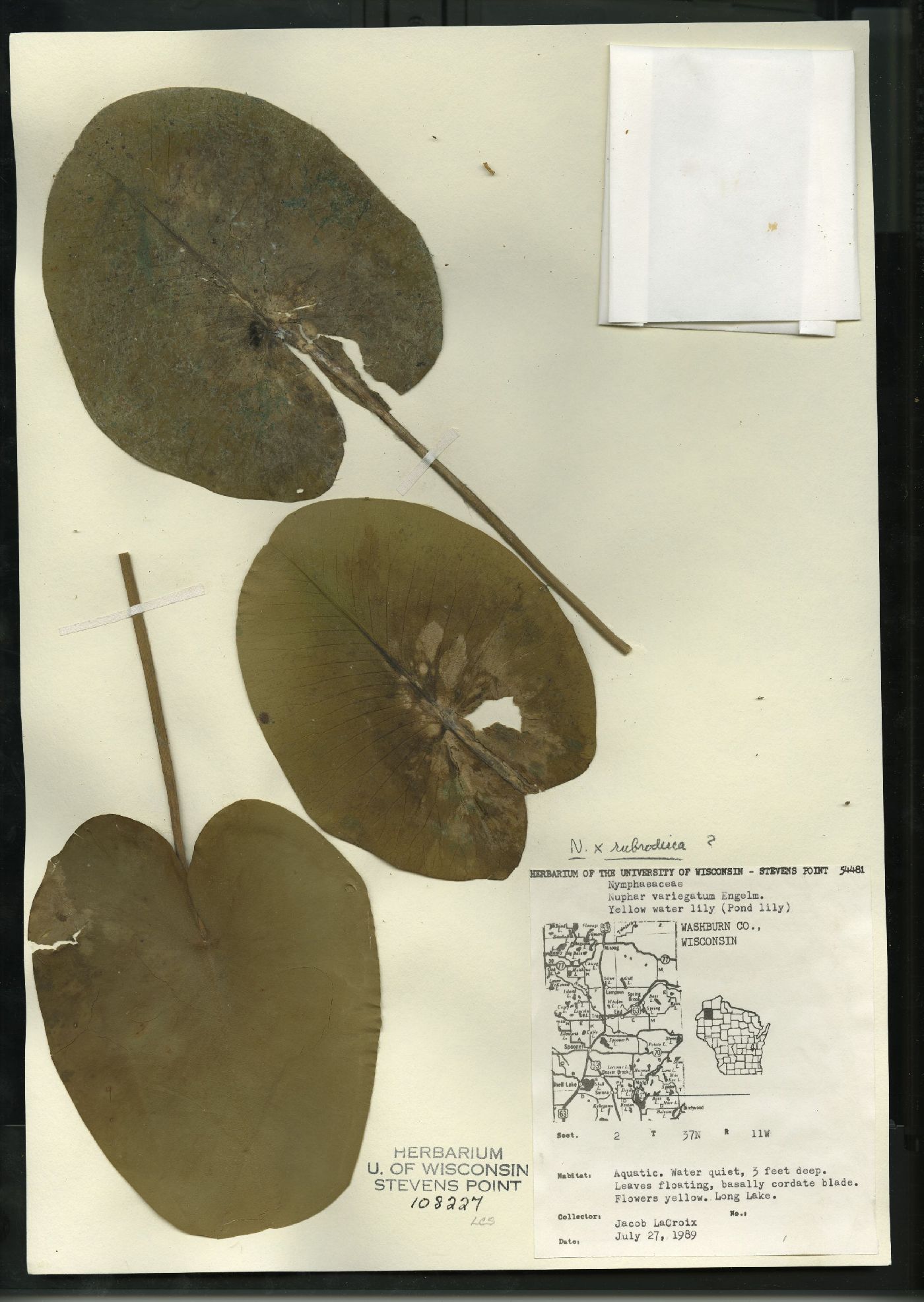 Nuphar rubrodisca image