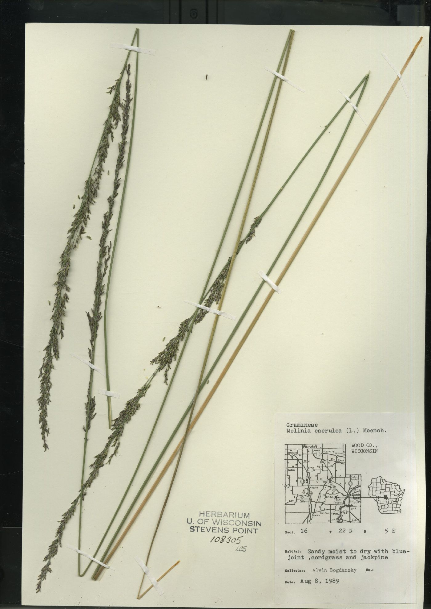 Molinia caerulea image