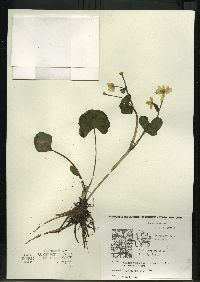 Caltha palustris image