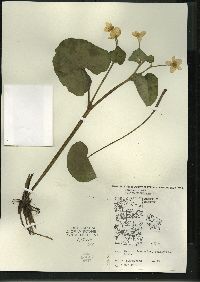 Caltha palustris image