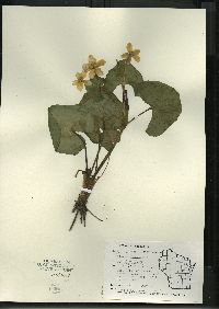 Caltha palustris image