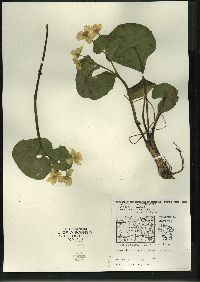 Caltha palustris image