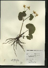 Caltha palustris image