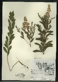 Spiraea alba image