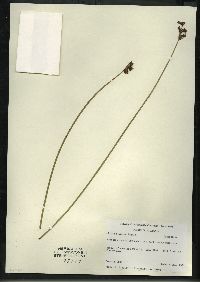 Schoenoplectus acutus var. acutus image