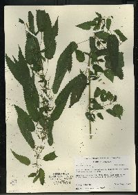 Urtica gracilis image