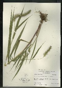 Setaria faberi image