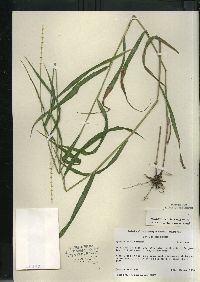 Elymus hystrix image