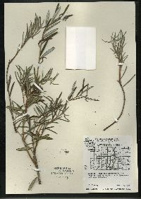 Andromeda polifolia image