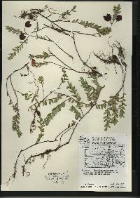 Vaccinium macrocarpon image