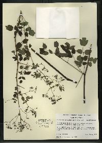 Thalictrum dasycarpum image