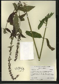 Stachys tenuifolia image