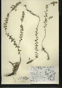 Vaccinium macrocarpon image