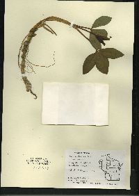 Menyanthes trifoliata image