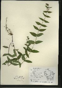 Scutellaria galericulata image