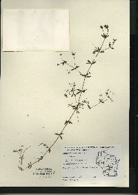 Galium trifidum subsp. trifidum image