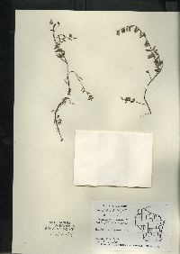 Vaccinium oxycoccos image