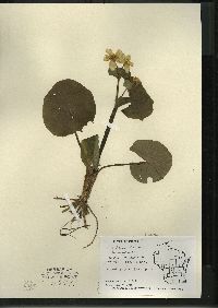 Caltha palustris image