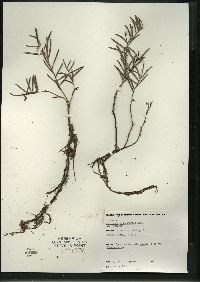 Andromeda polifolia image