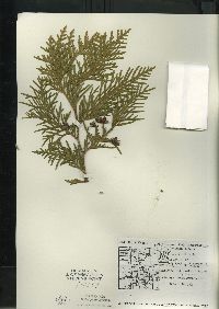 Thuja occidentalis image