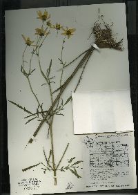 Bidens trichosperma image