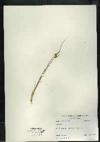 Carex viridula image