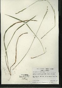 Oryzopsis asperifolia image