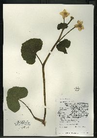 Caltha palustris image