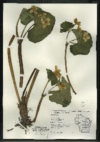 Caltha palustris image