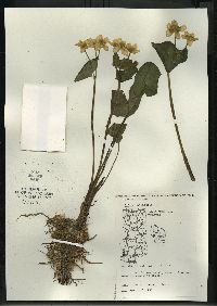 Caltha palustris image