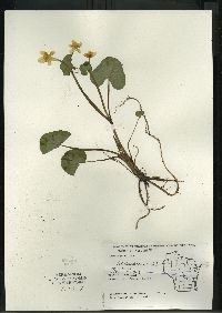 Caltha palustris image