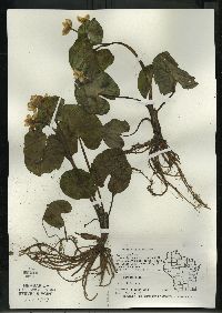 Caltha palustris image