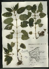 Urtica gracilis image