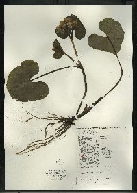 Caltha palustris image