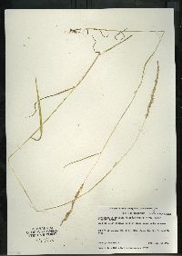 Sphenopholis intermedia image