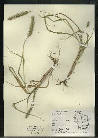 Setaria pumila subsp. pumila image