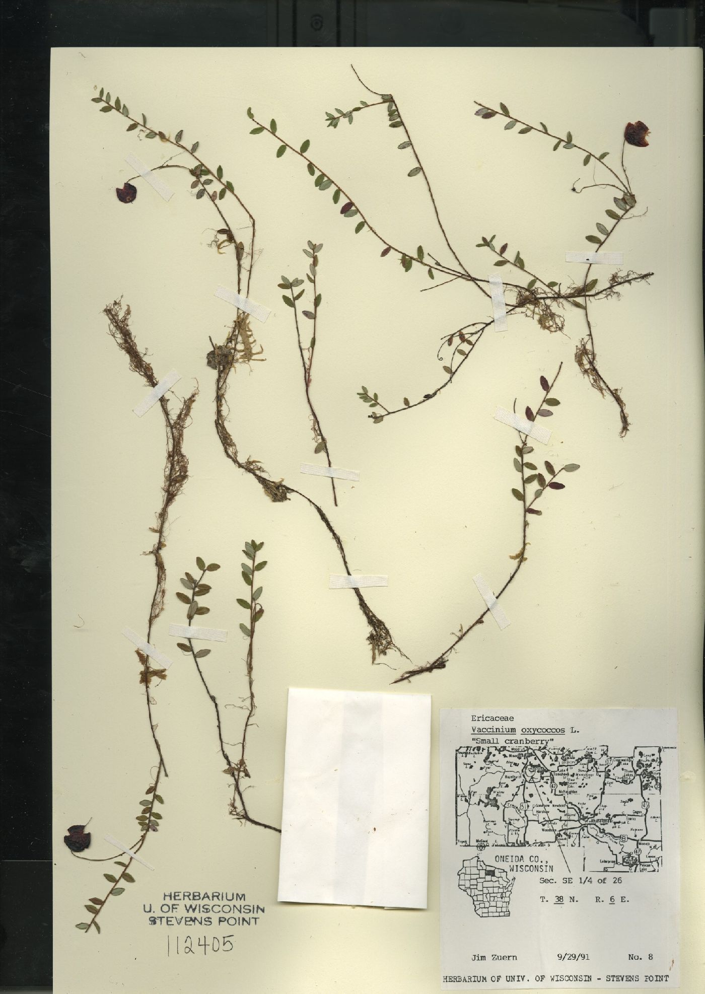 Vaccinium oxycoccos image