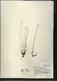 Eleocharis erythropoda image